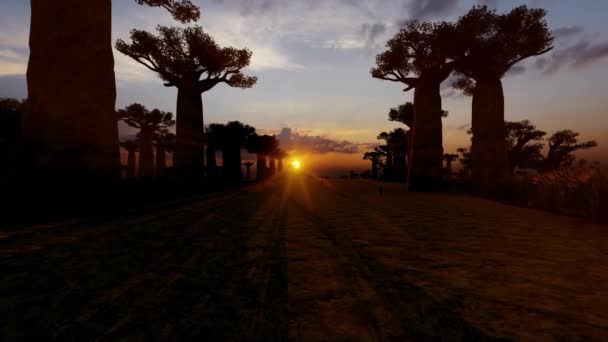 Turisták Séta Afrikai Sikátorban Baobab Madarak Sziluettek Naplementekor — Stock videók