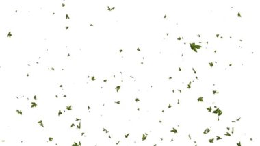 Beyaz arkaplan üzerine düşen yeşil yaprak