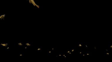 Sazan sürüsü, siyahlara karşı.