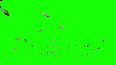 Balık sürüsü, Yeşil Ekran Kromakey