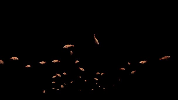 Redfish Escola Peixes Luma Matte Anexado — Vídeo de Stock