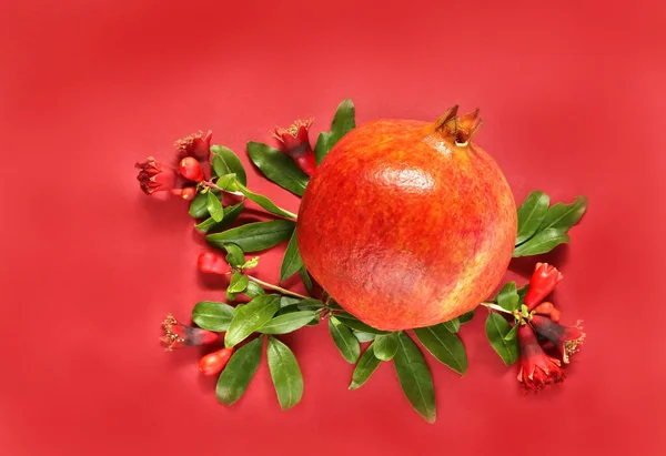 ripe pomegranate with pomegranate flowers and leaves on a red background.top view. copy space