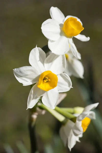 Çin Nergisi Paperwhite Sarı Bir Corona Ile Beyaz Beyaz Çiçeklerle — Stok fotoğraf