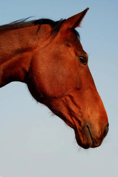 Чудовий Портрет Коня Італії — стокове фото