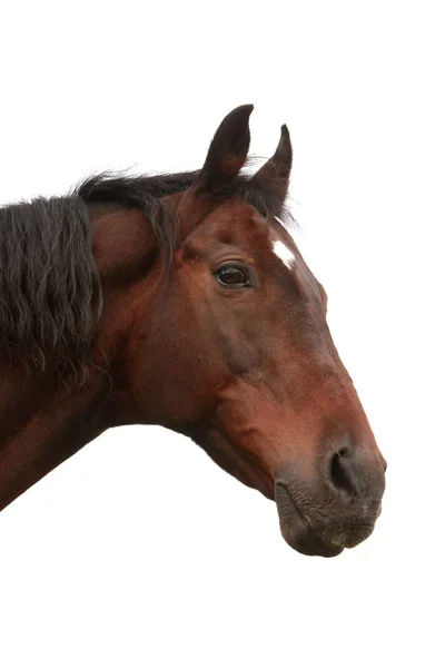 Hermoso Retrato Caballo Blanco — Foto de Stock