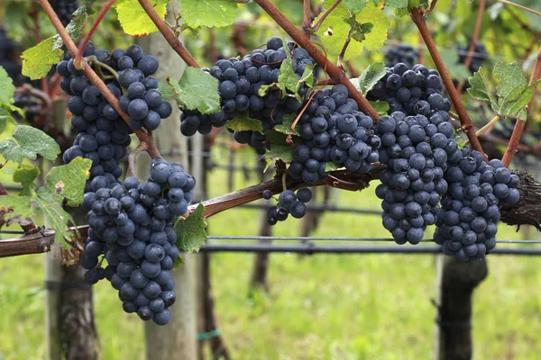 Uvas Pinot Noir — Foto de Stock