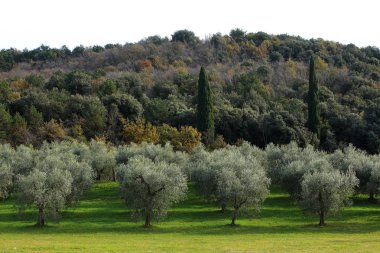 Arka planda orman olan zeytinlik, Garda Gölü, İtalya