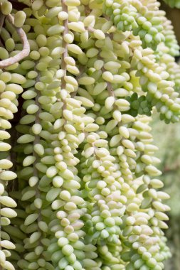 Sedum burrito yaprakları yakın plan