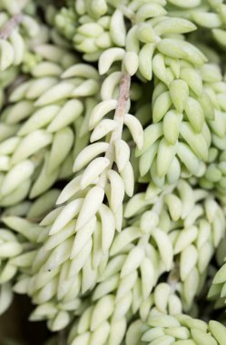 Sedum morganianum yakınından ayrılıyor