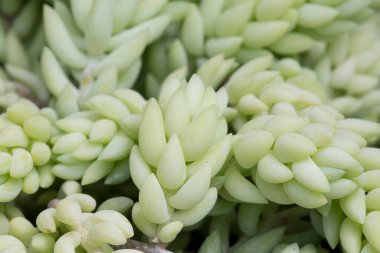 Sedum morganianum yakınından ayrılıyor