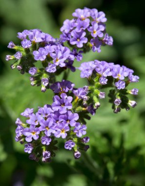 Heliotropium peruvianum (ağaçsans). Yaygın heliotrope.