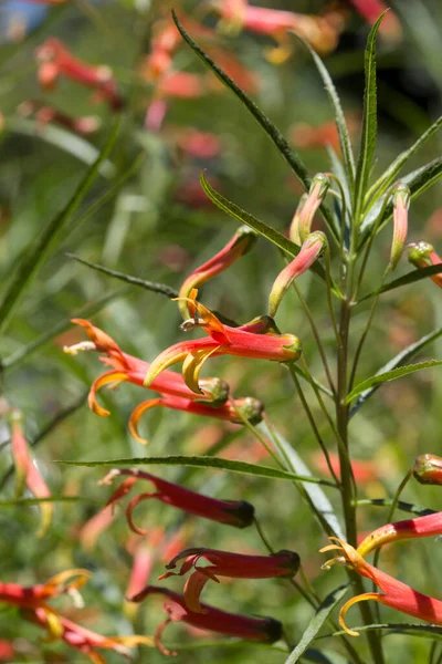 Мексиканский Кардинал Lobelia Laxiflora — стоковое фото