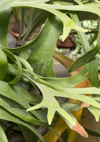 Elkhorn Eğreltiotu Veya Yaygın Staghorn Eğreltiotu Platycerium Bifurcatum — Stok fotoğraf