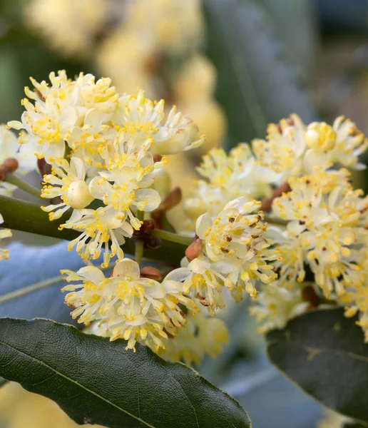 Laurus Nobilis Laureel Λουλούδια Κοντά — Φωτογραφία Αρχείου