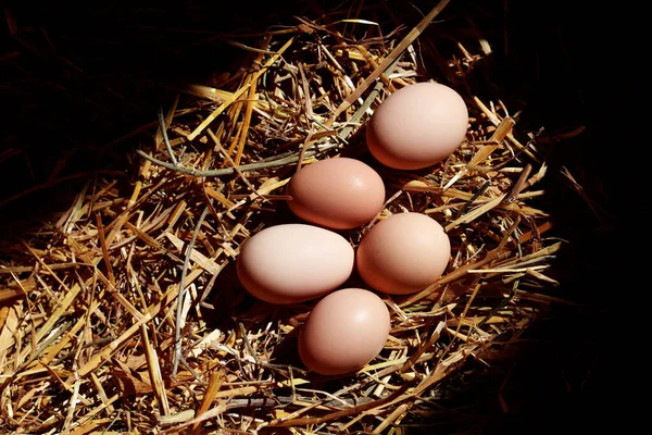 Huevos Marrones Cama Paja — Foto de Stock