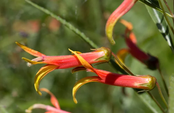 Lobelia Laxiflora Fiori Primo Piano — Foto Stock