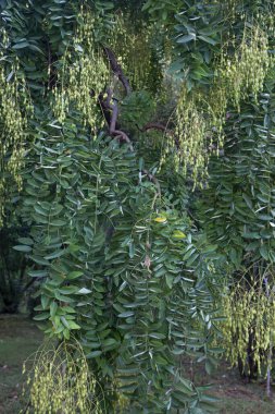 Sophora japonica Pendula, meyveler