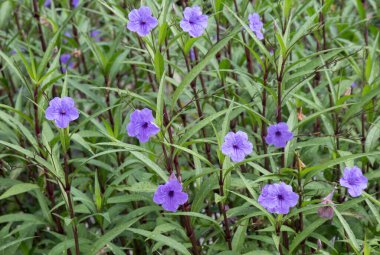 Ruellia simplex, Acanthaceae familyasından bir bitki türü olan Meksika petunyası, Meksika 'nın BlueBell veya Britton' un vahşi petunyası olarak bilinir.