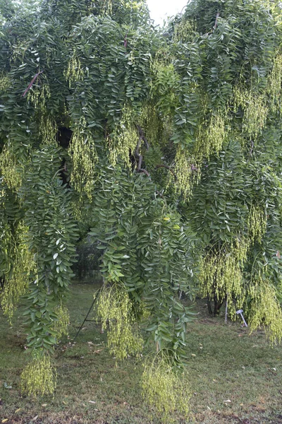 Sophora Japonica Pendula Frutas — Fotografia de Stock