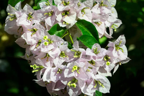 Bougainvillea Spectabilis Una Vite Ornamentale Spinosa — Foto Stock