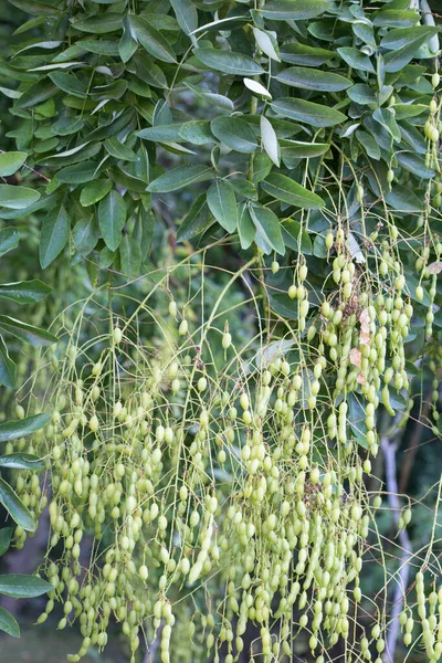 Pêndula Sophora Japonica Frutas Folhas — Fotografia de Stock