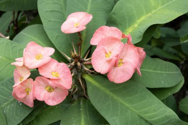 Dikenli taç, Euphorbia milii, Madagaskar 'a özgü dikenli bir çalıdır.
