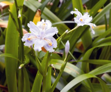 Iris japonica, genellikle fırfırlı iris, shaga ve kelebek çiçeği olarak bilinir, Çin ve Japonya 'nın yerlisidir.
