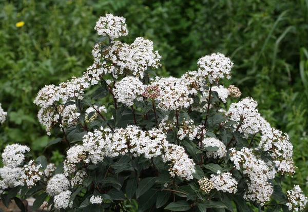 Viburnum tinus, Avrupa ve Kuzey Afrika 'nın Akdeniz bölgesinde yetişen yemyeşil bir çalıdır.