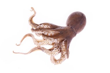 Beyaz arkaplanda ahtapotlar