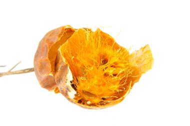 Beyaz arkaplanda Trichosanthes kirilowii