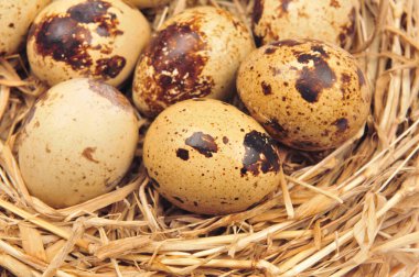 Beyaz arka planda bıldırcın yumurtaları. 