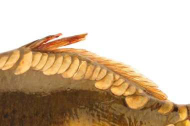 Beyaz arka planda köpekbalığı yüzgeci