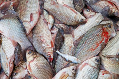 Üzüm bağları yakın mesafeden ateş ediliyor.