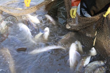 Balık ağlarındaki balıklar.