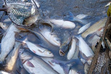 Balık ağlarındaki balıklar.