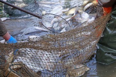 Balık ağlarındaki balıklar.