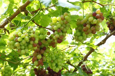 Üzüm bağları yakın mesafeden ateş ediliyor.