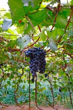 Ağaçlarda sallanan olgun üzümler.