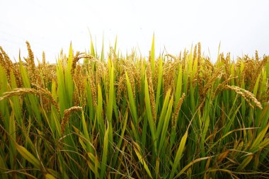 Sonbahar pirinç tarlaları 