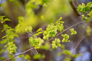 Karaağaç dalları. Hollanda karaağacı. Altın karaağaç, baharda