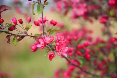 Çin çiçekli yaban elması, çok güzel.