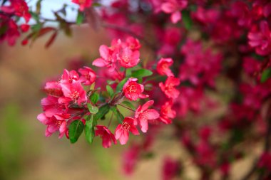 Çin çiçekli yaban elması, çok güzel.