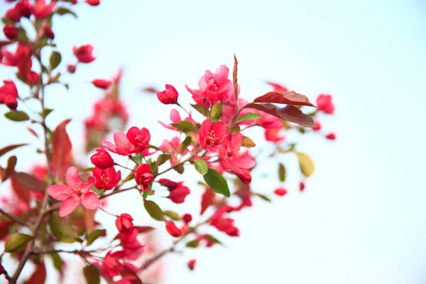 Çin çiçekli yaban elması, çok güzel.