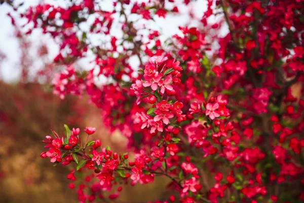 Çin çiçekli yaban elması, çok güzel.