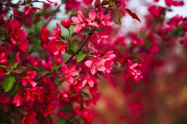 Çin çiçekli yaban elması, çok güzel.