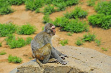 Maymun hayvanat bahçesinde..