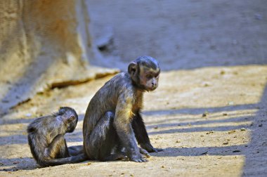 Maymun hayvanat bahçesinde..