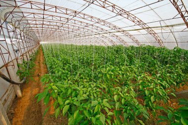 Green pepper grown in greenhouse