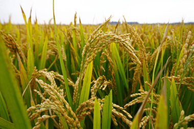 Sonbahar pirinç tarlaları 