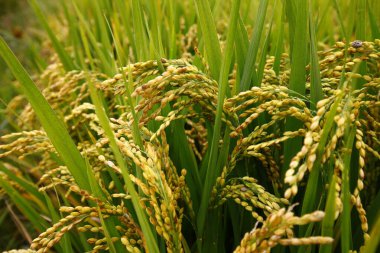 Sonbahar pirinç tarlaları 